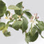 Citrusdal Parfum